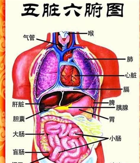 五臟位置|人体器官分五脏六腑器官分布图，清晰大图看各个内脏的位置分布。